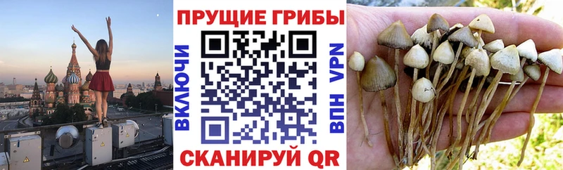 дарнет шоп  kraken онион  Псилоцибиновые грибы мицелий  Камбарка 